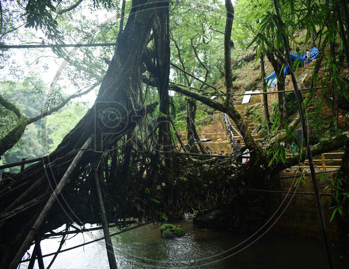A Living Root Bridge In The village of Mountain
