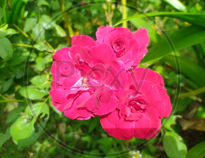 This is a Red flower image