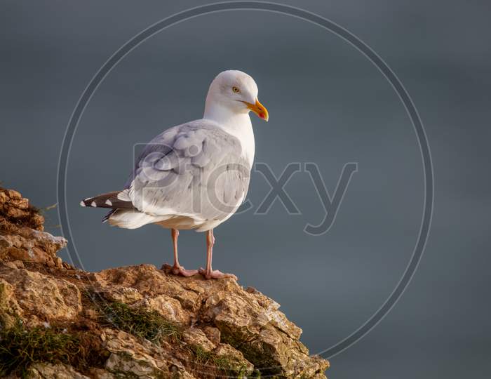 Herring Gull Perched On The Chalk Cliffs At Bempton Cliffs North Yorkshire,Uk