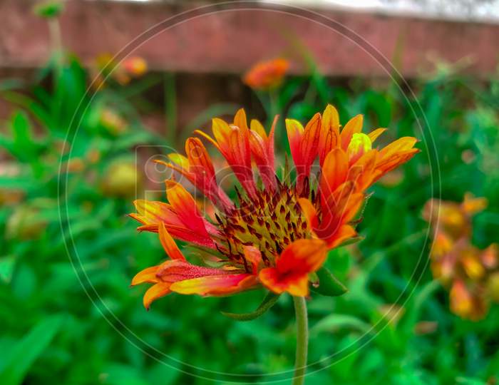 Common Zinnia red flower from India. we might found this flower in garden In India.