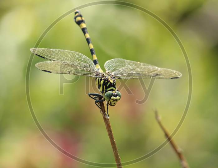 Yellow black striped colored Dragonfly picture with blur nature background.