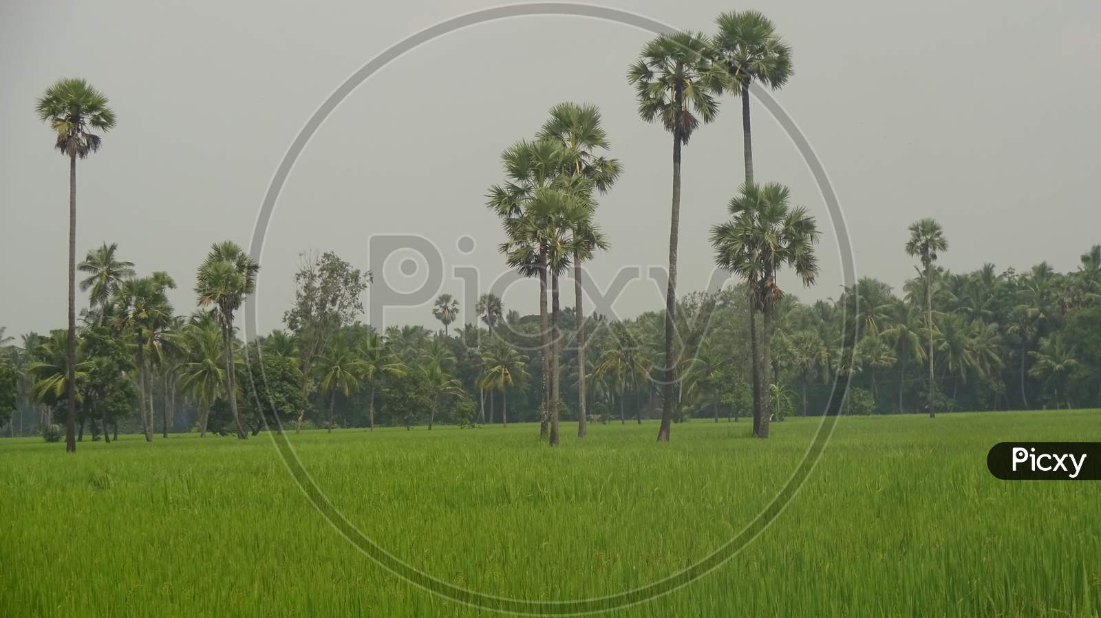 stunning paddy field in the village