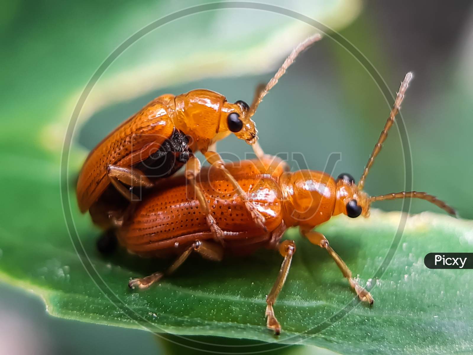 They All Have Sex, No Matter How Small The Animals In The World, And Here And There Two Yellow Insects Are Having Sex.