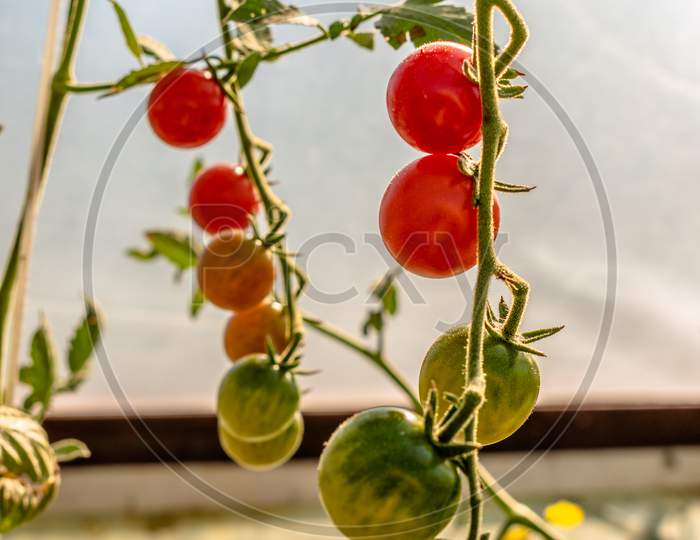 Beautiful Ripe And Unripe Cherry Tomatos In A Private Greenhouse,  Grown Organically