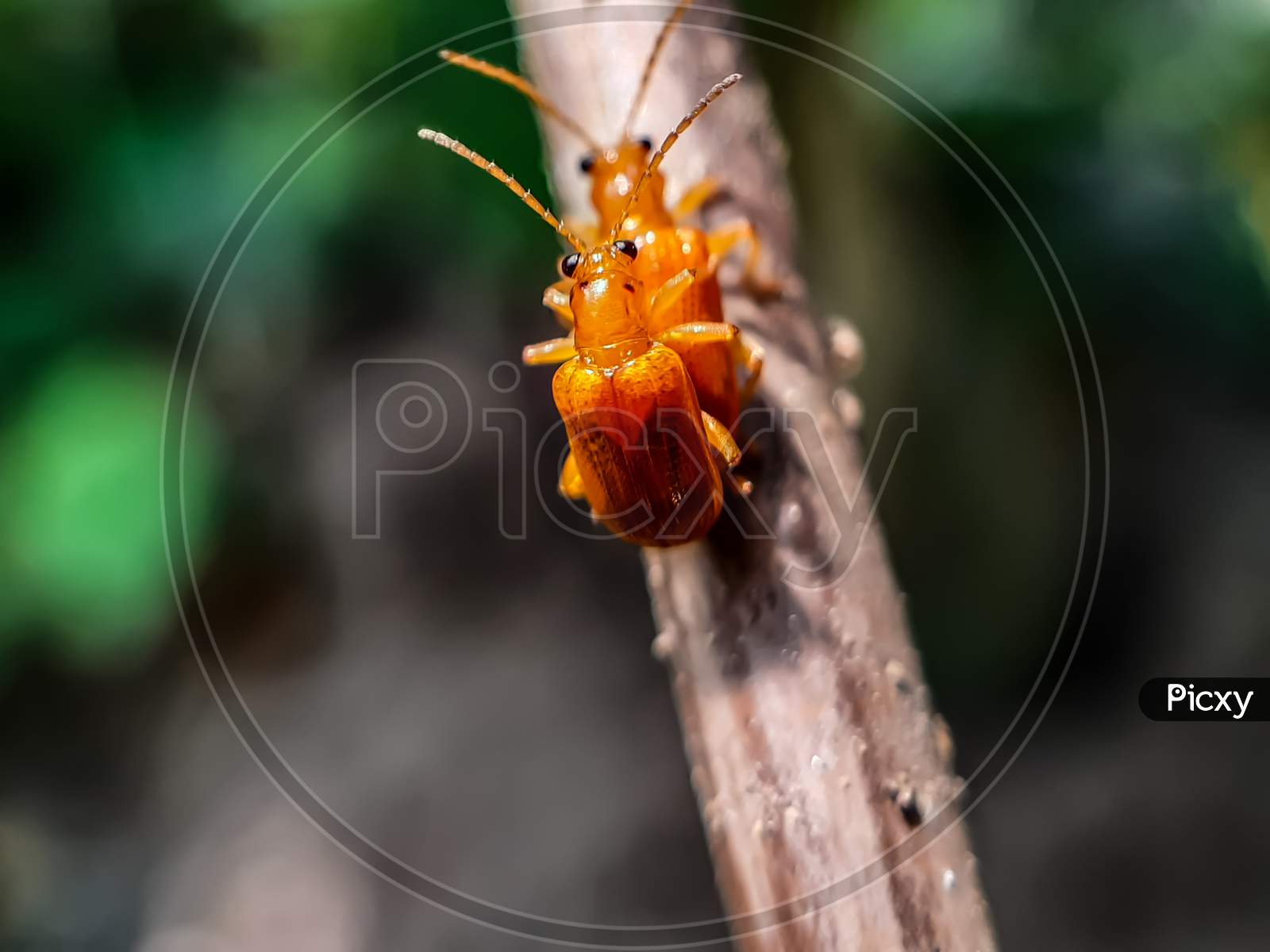 They All Have Sex, No Matter How Small The Animals In The World, And Here And There Two Yellow Insects Are Having Sex.