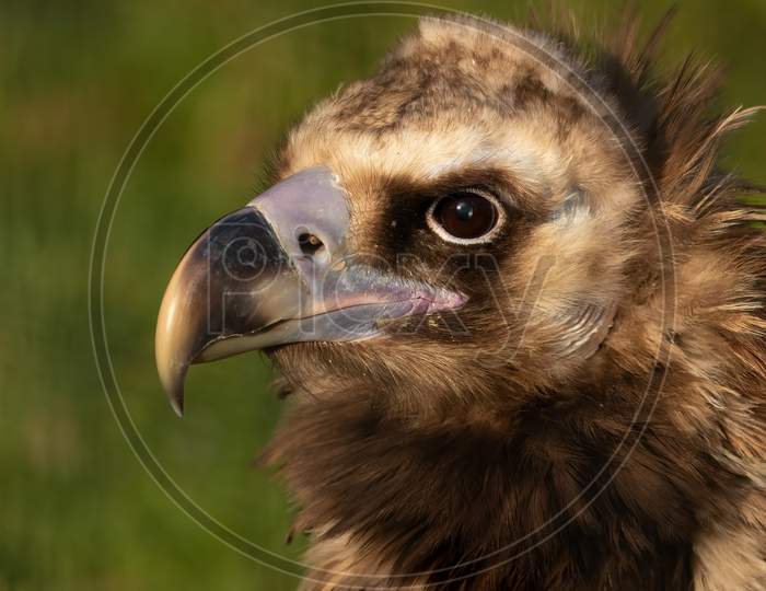 Cinereous Vulture, Aegypius Monachus,