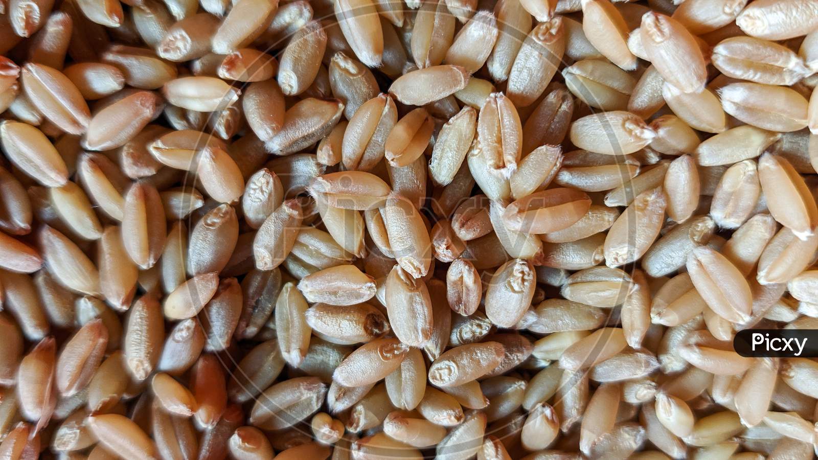 Processed organic wheat grains as agricultural background