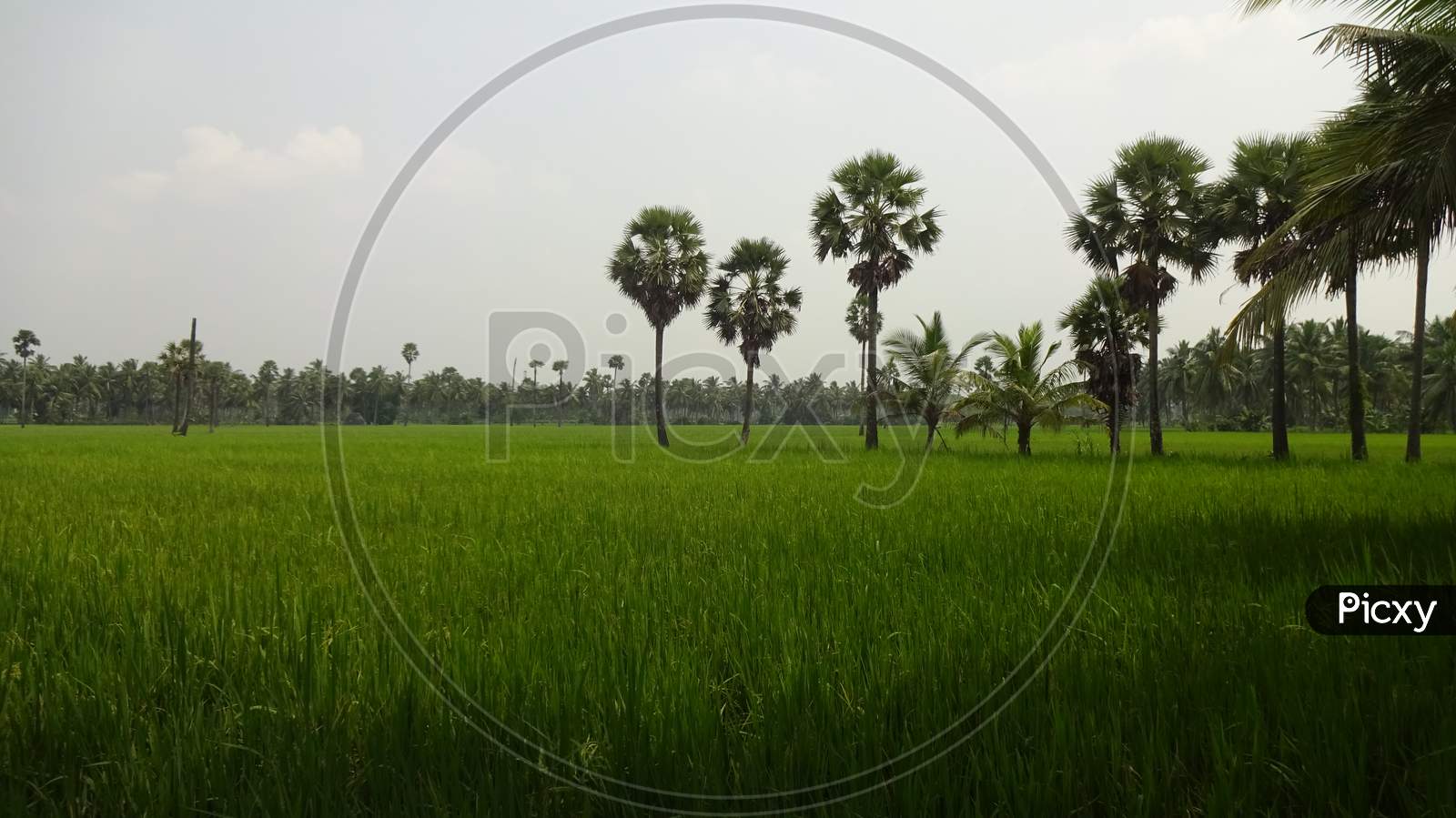 the beauty of rice fields in the village