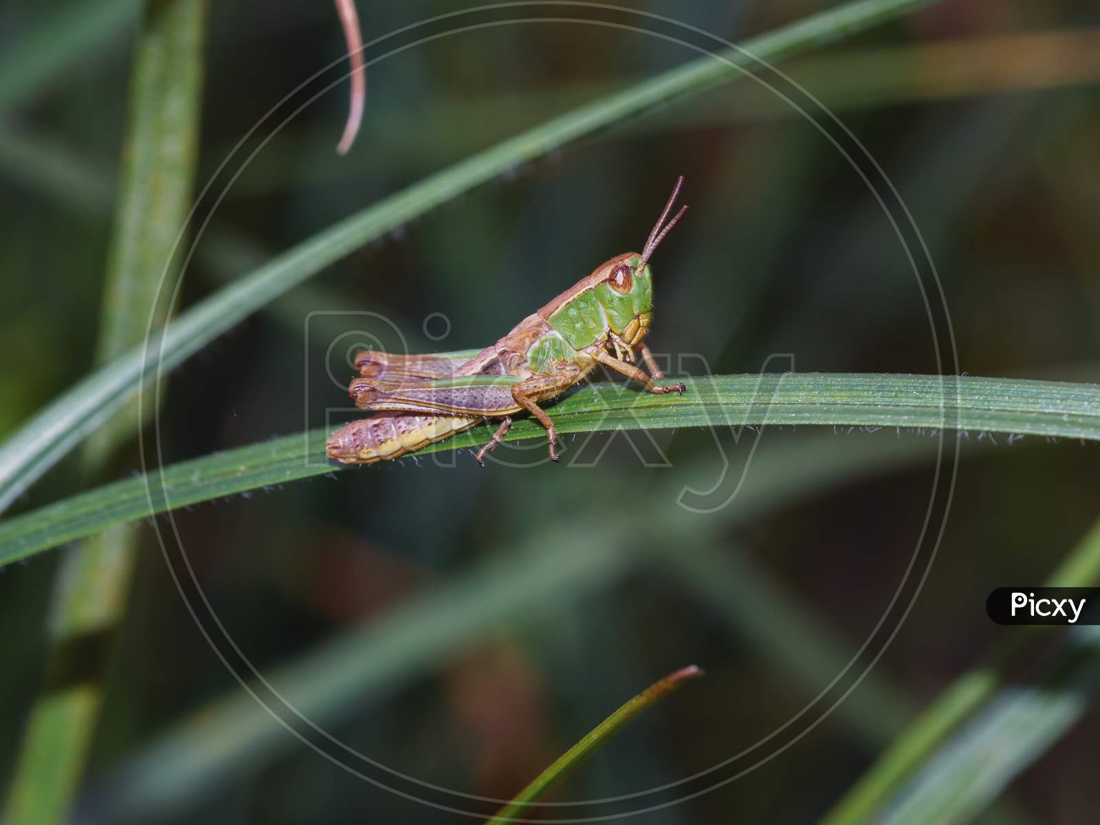 Close-Up Of Common Green Grasshopper Sitting On The Blade Of Grass.