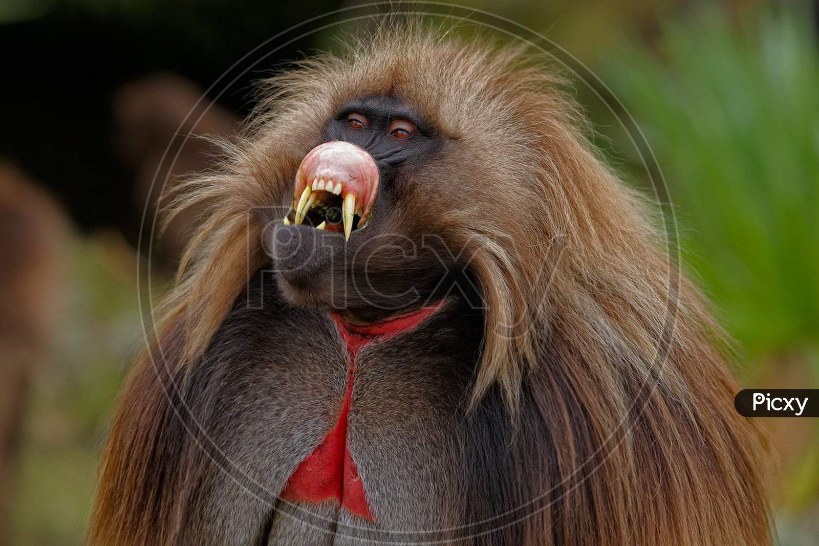 Orangutans / Great Apes