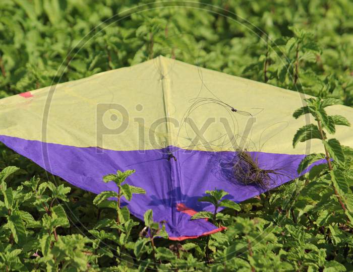 Colorful landed kite with partial view under bright daylight.