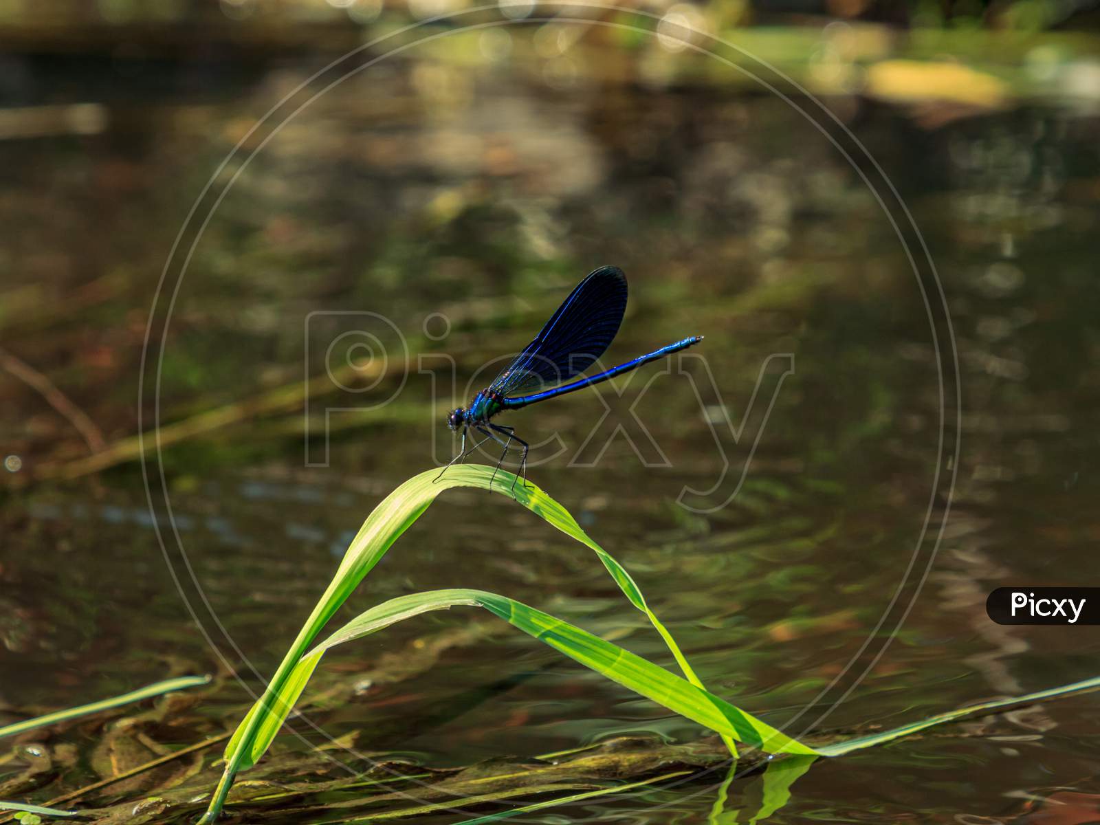Blue Dragonfly Insect On Grass