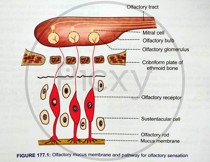Olfactory mucus membrane and pathway for olfactory sensation