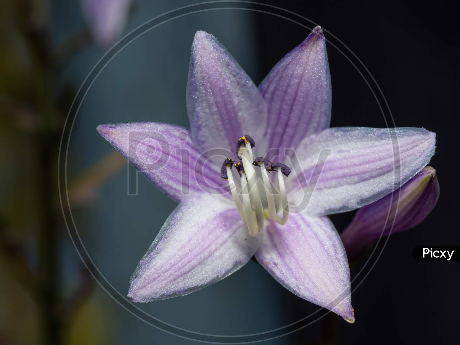 Close-Up Of Hosta Or Funkia Flower In Blossom.