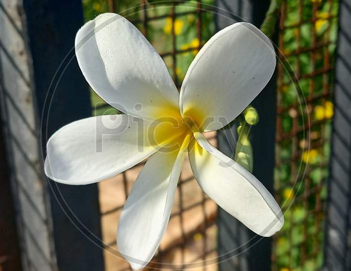 Pulmeria flower