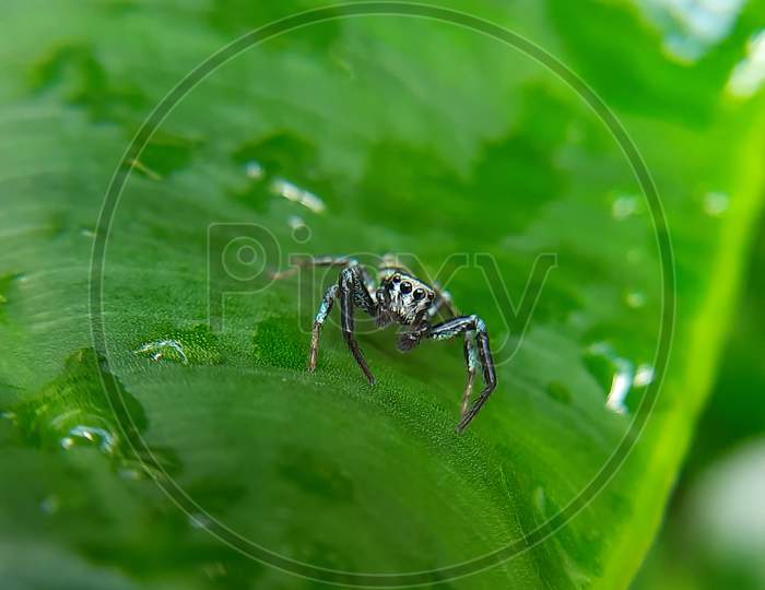 A close-up macro shot of a tiny spider.