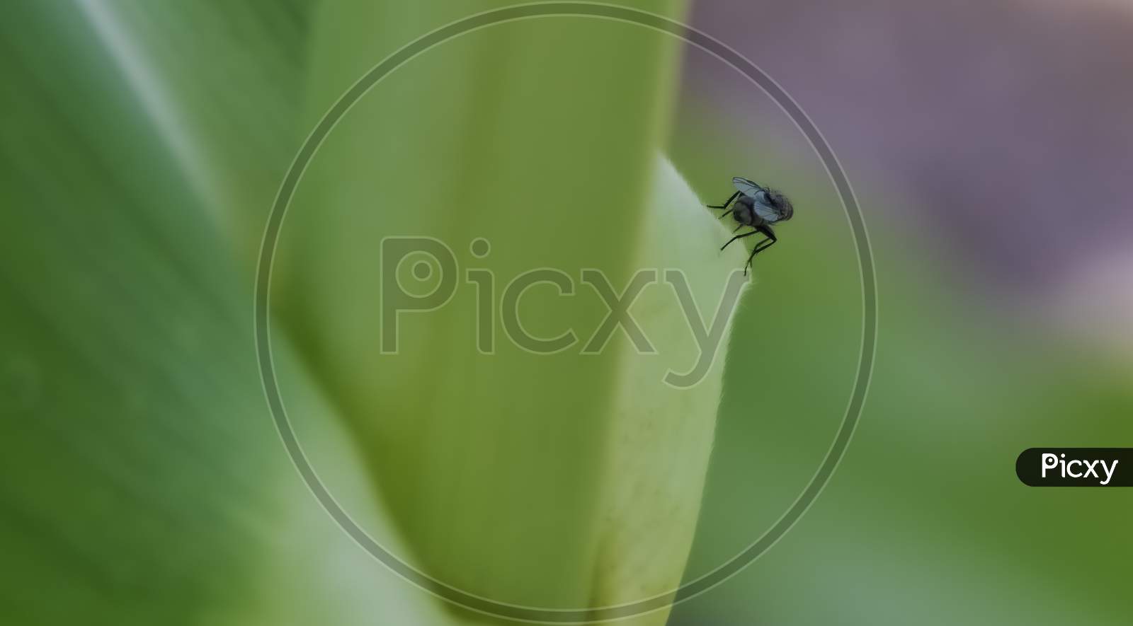 Very Small Fly With Bluish Wings