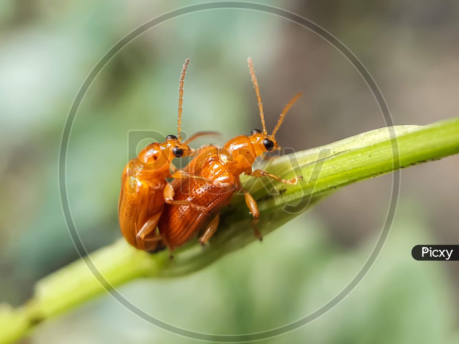 They All Have Sex, No Matter How Small The Animals In The World, And Here And There Two Yellow Insects Are Having Sex.