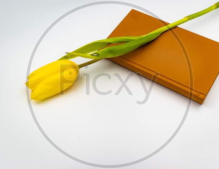 Yellow Tulip And A Book With Brown Cover On A White Background
