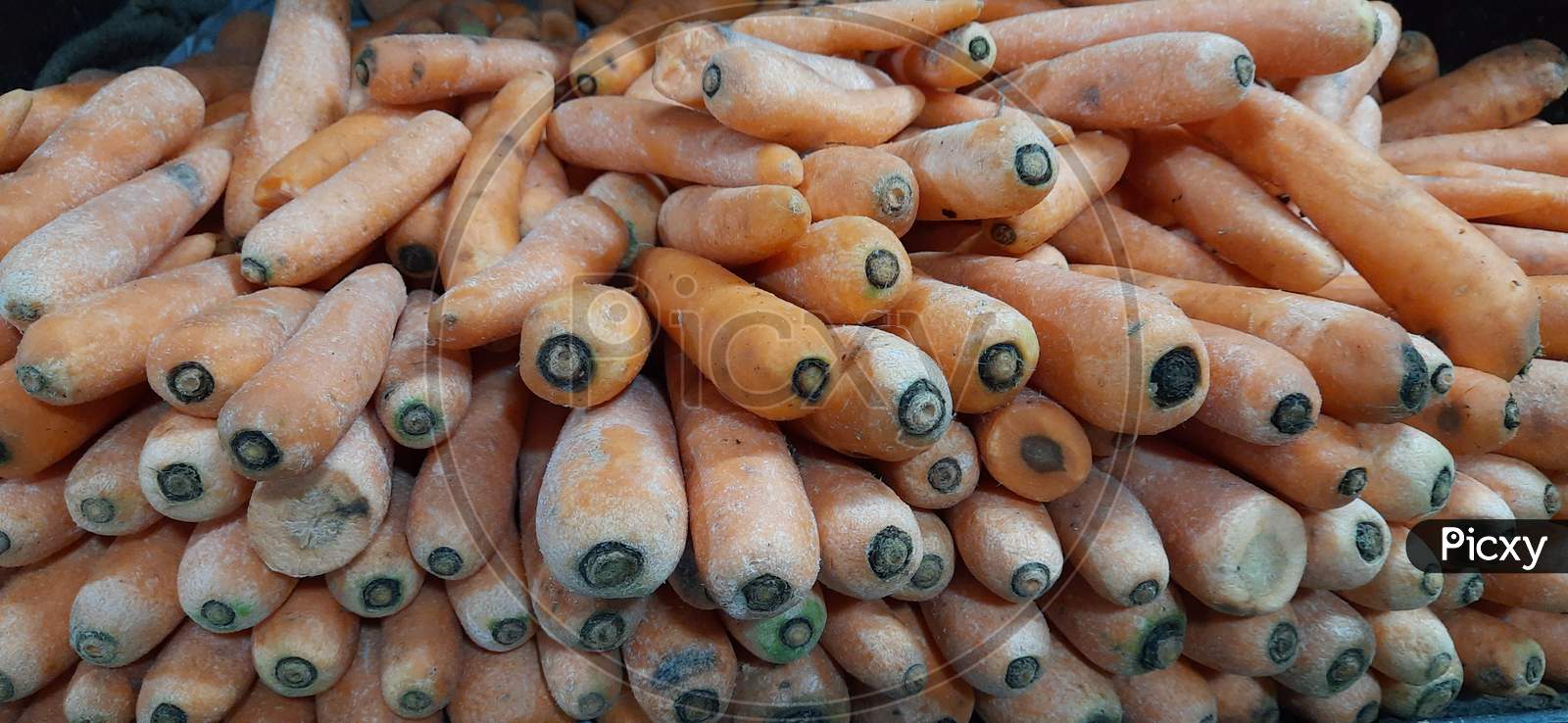 Organic  fresh red carrots in market