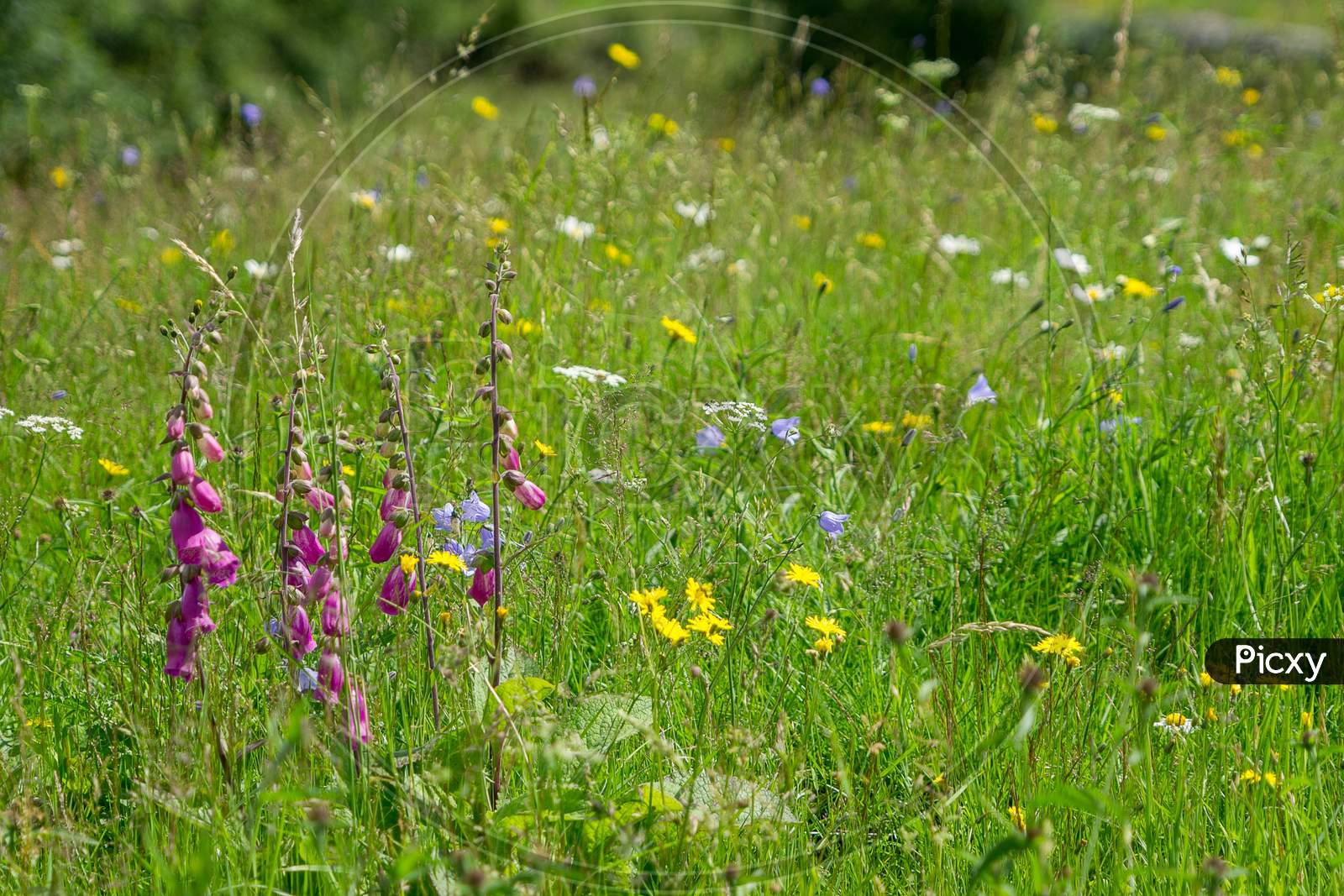 Wild Flowers Are Left To Bloom On Meadow Land On The Floor Of Langdale Valley