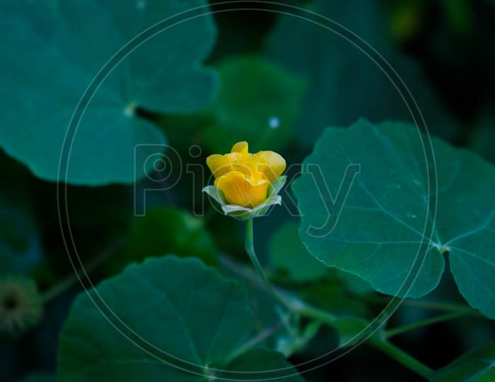 Country Mallow Small Shrub Wild Yellow Flower With Green Leafs Named Abutilon Indicum