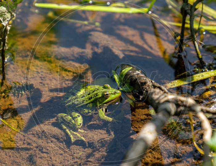 Light Green Frog In River Water