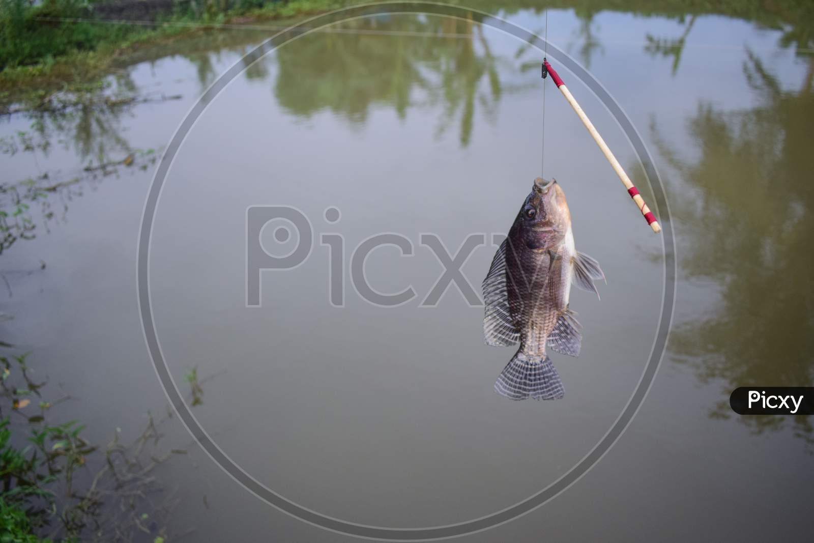 A Fish Hang-On Hook With Floater .Catching Fish With Fishing Rod And Fishhook .