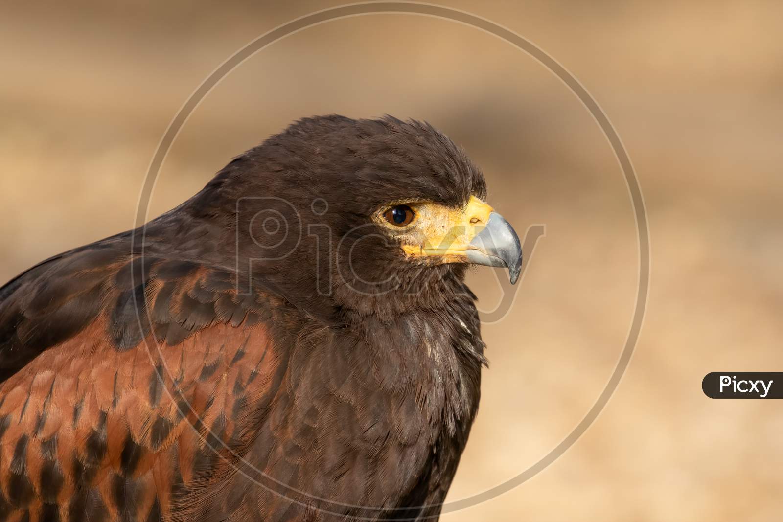 Harris Hawk looking to the right