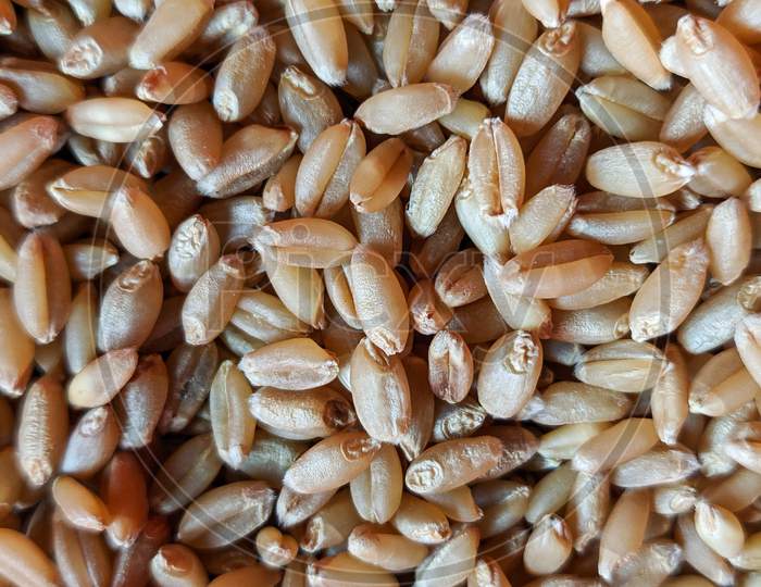Processed organic wheat grains as agricultural background