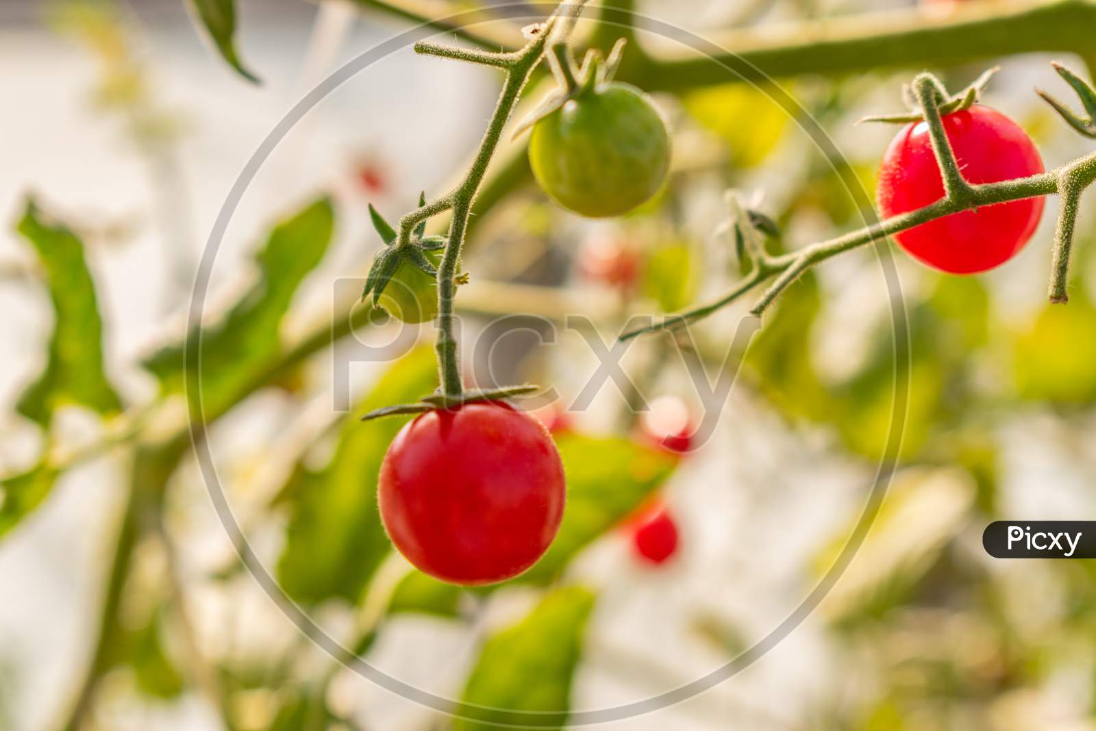 Beautiful Ripe And Unripe Cherry Tomatos In A Private Greenhouse,  Grown Organically