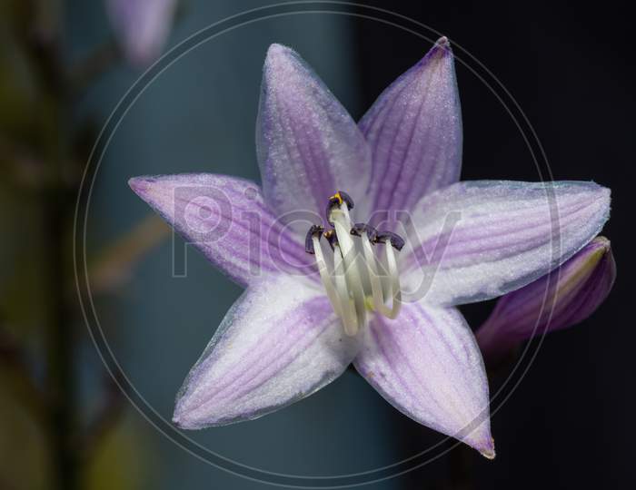Close-Up Of Hosta Or Funkia Flower In Blossom.