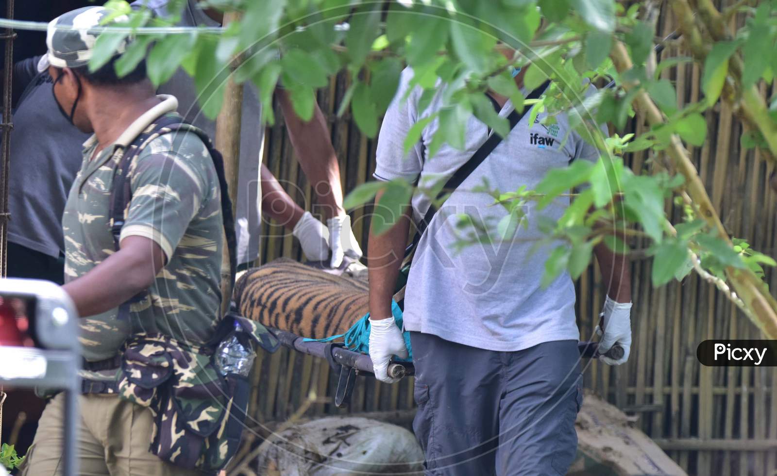Forest officials carry a tranquilized tigress that strayed into a house in Nagaon, Assam on July 15, 2020.