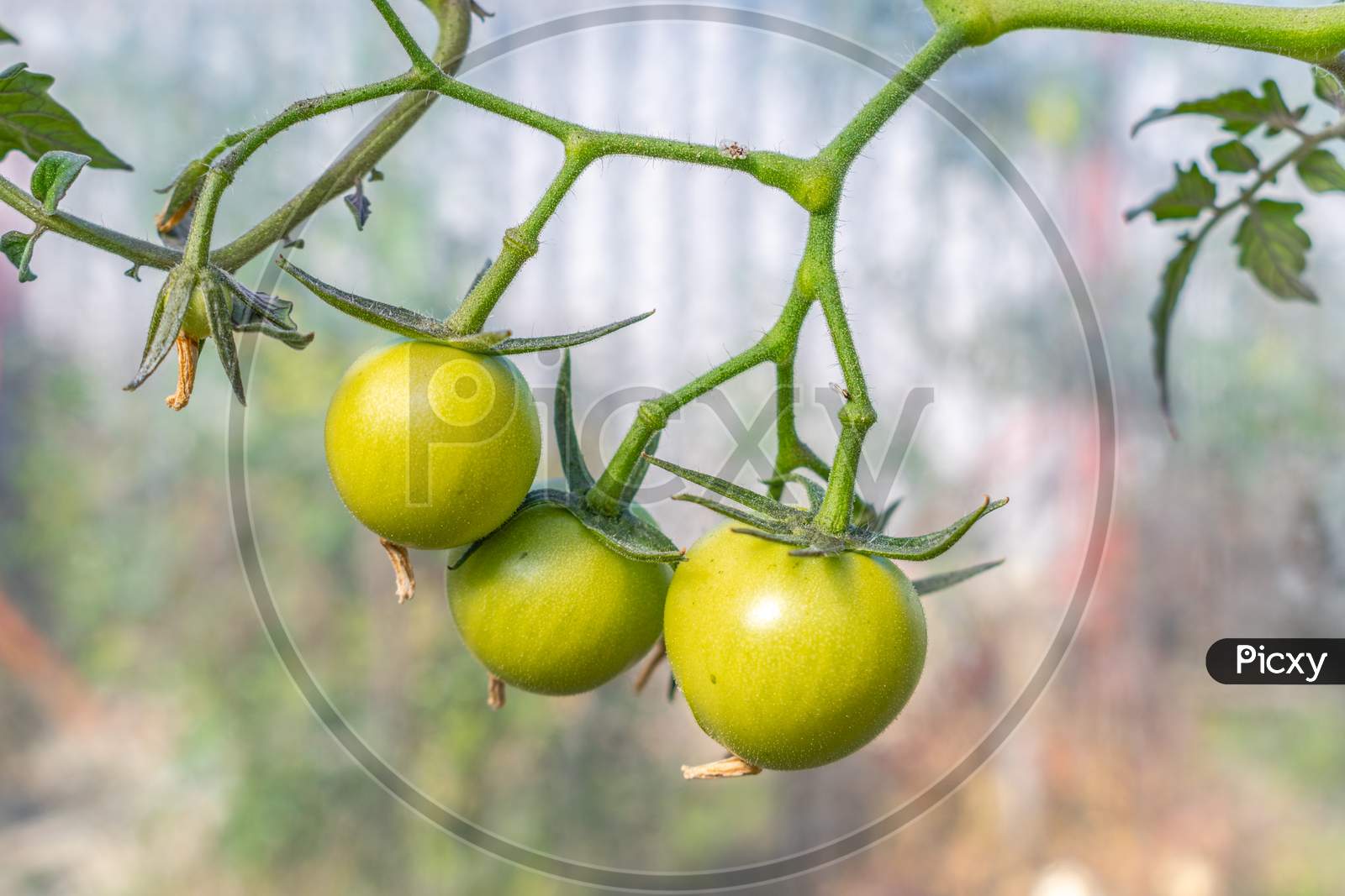 Beautiful Unripe Cherry Tomatos In A Private Greenhouse,  Grown Organically