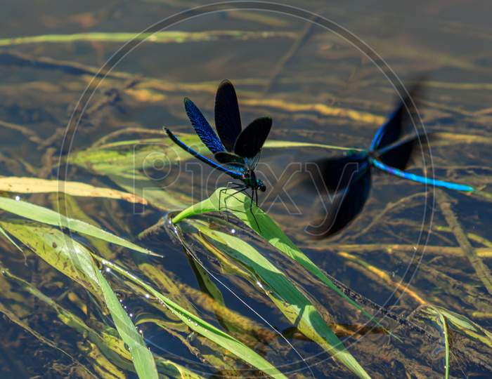 Blue Color Beautiful Insect Dragonfly