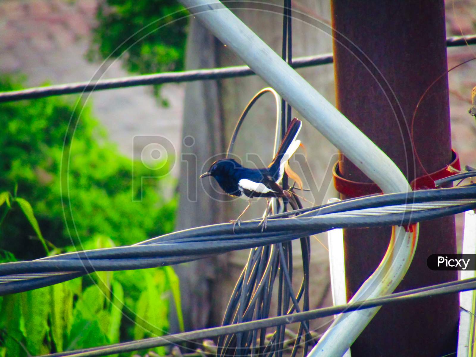 Oriental magpie-robin bird (Copsychus saularis) sitting on wire