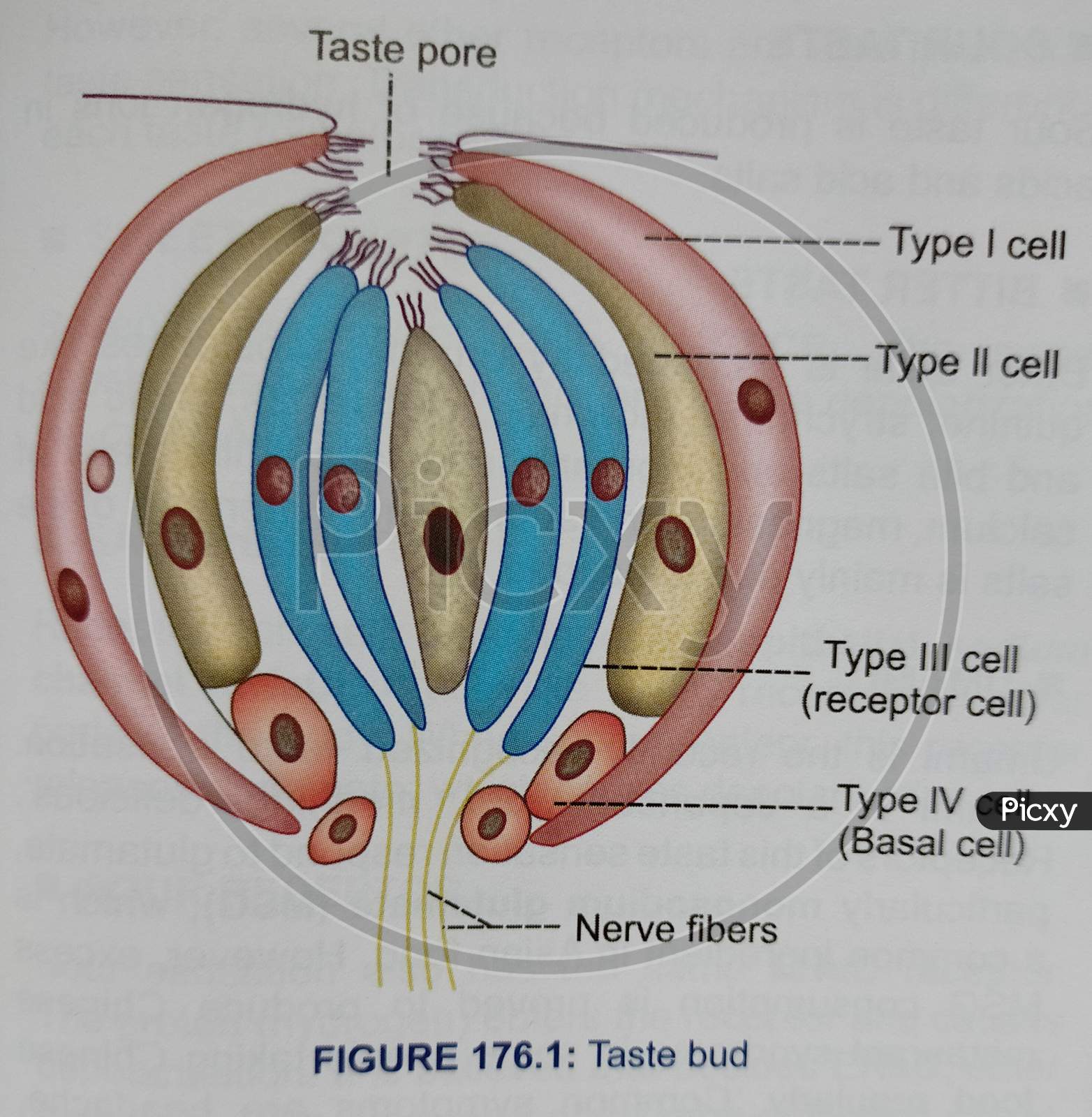 image-of-type-of-cells-in-taste-bud-bw354025-picxy