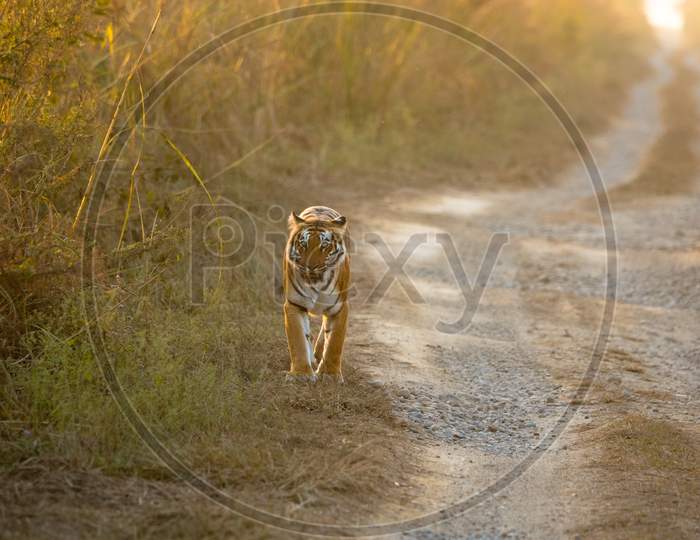 The Walk Of A Tiger