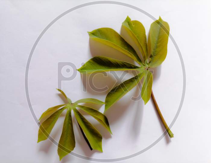 Close up view of two manihot esculenta leaves with space for text in the white background