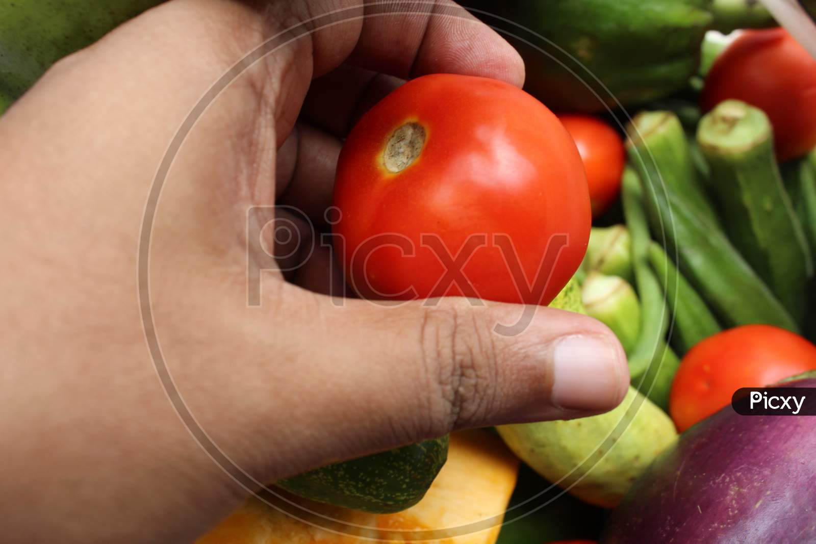 Hand holding red tomato and various organic vegetables background for diet.