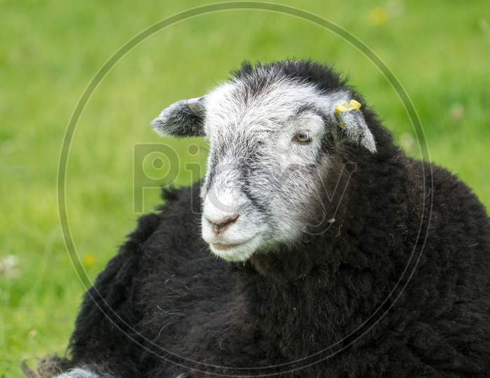 Herdwick Lamb Lying Down In The Heat Of A Summers Day Looks Straight At The Camera