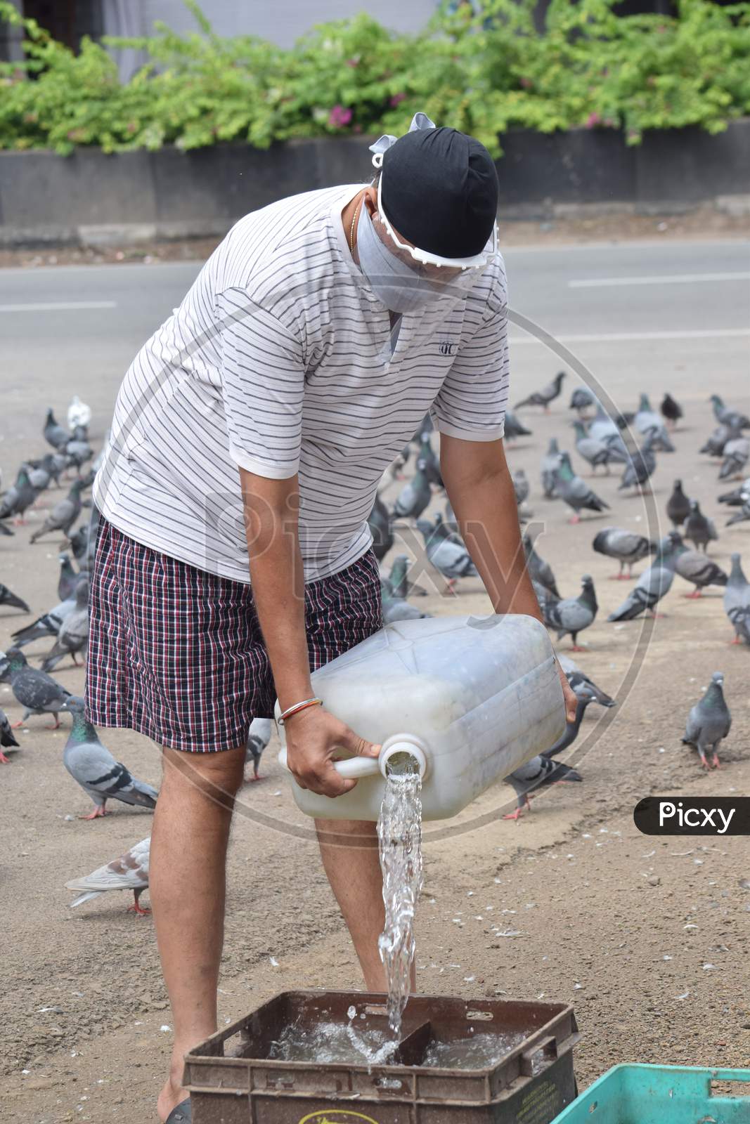 Hyderabad, Telangana, India. july-13-2020: A man is feeding pigeons all around in corona virus pandemic time, peoples caring on birds, wearing mask, drinking water for pigeons