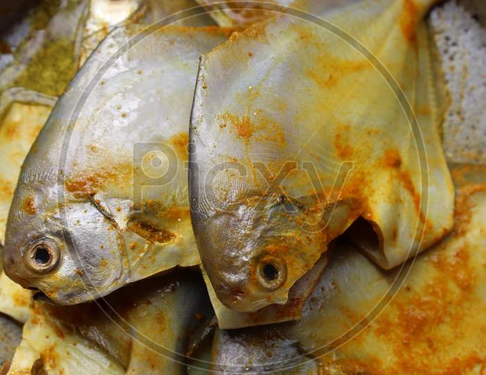Close view of sea fish 'Pomfret'.  Fresh raw sea fish ready to cook