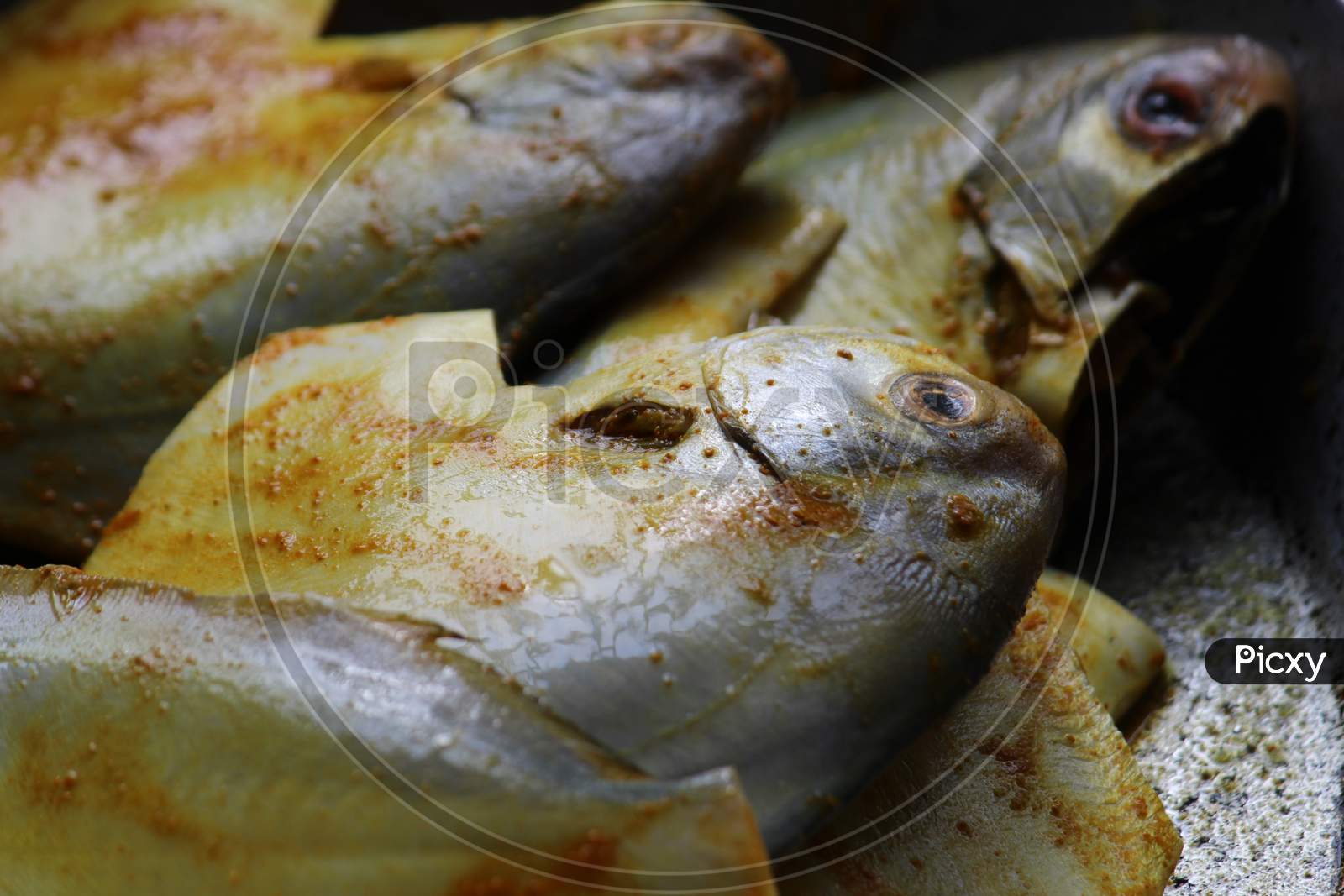 Close view of sea fish 'Pomfret'.  Fresh raw sea fish ready to cook