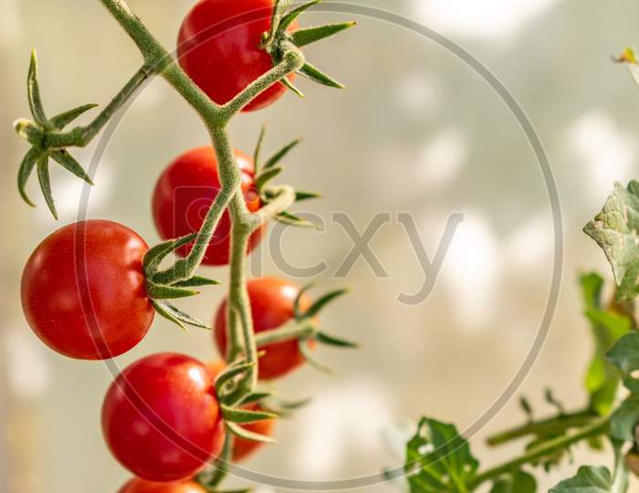 Beautiful Ripe Cherry Tomatoes In A Private Greenhouse,  Grown Organically