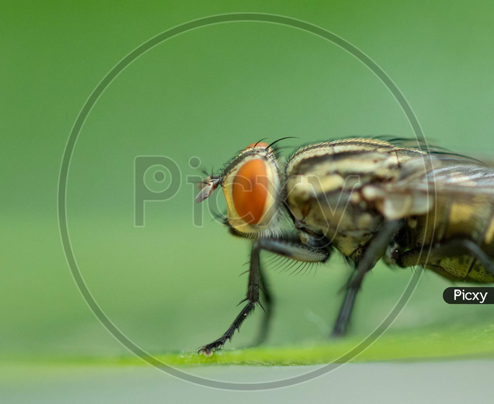 A Housefly Insect