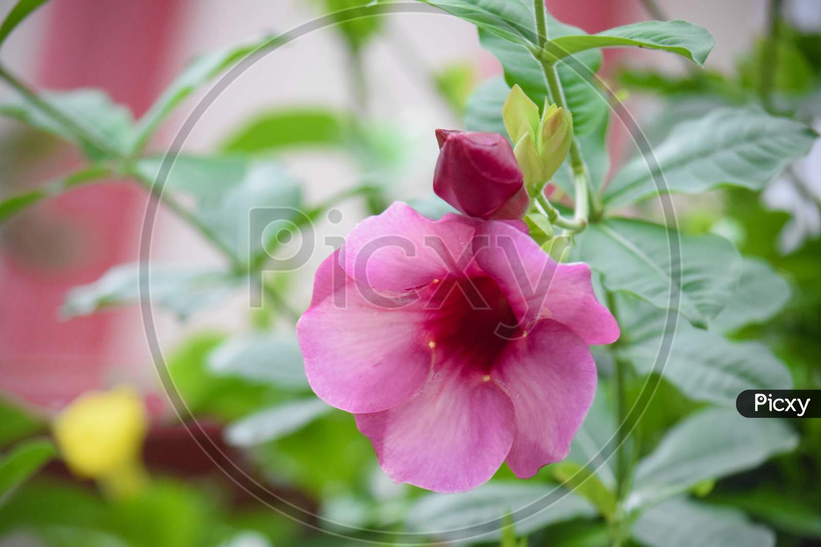 beautiful pink color flower at outdoor, blurred background, green