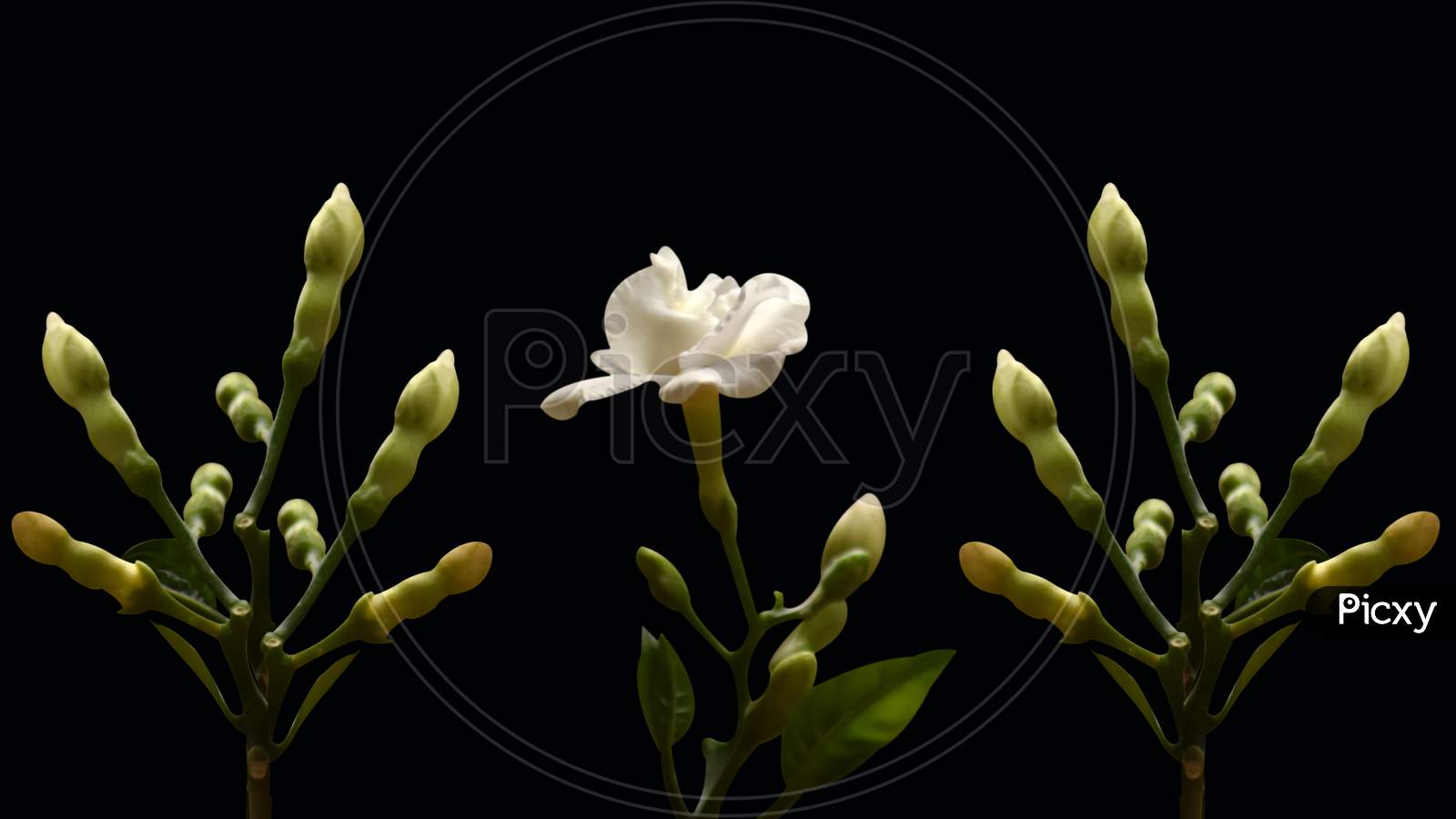 Beautiful Flower Bud Isolated On Black Background