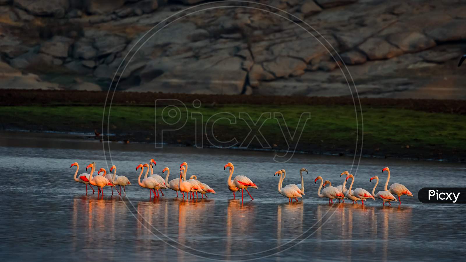 A group of lesser flamingos bathing their beautiful pink colour