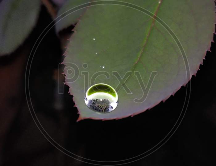 A drop on leaf